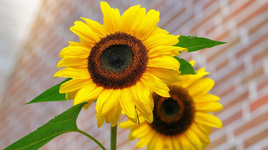 sunflower-flowers-bright-yellow-46216